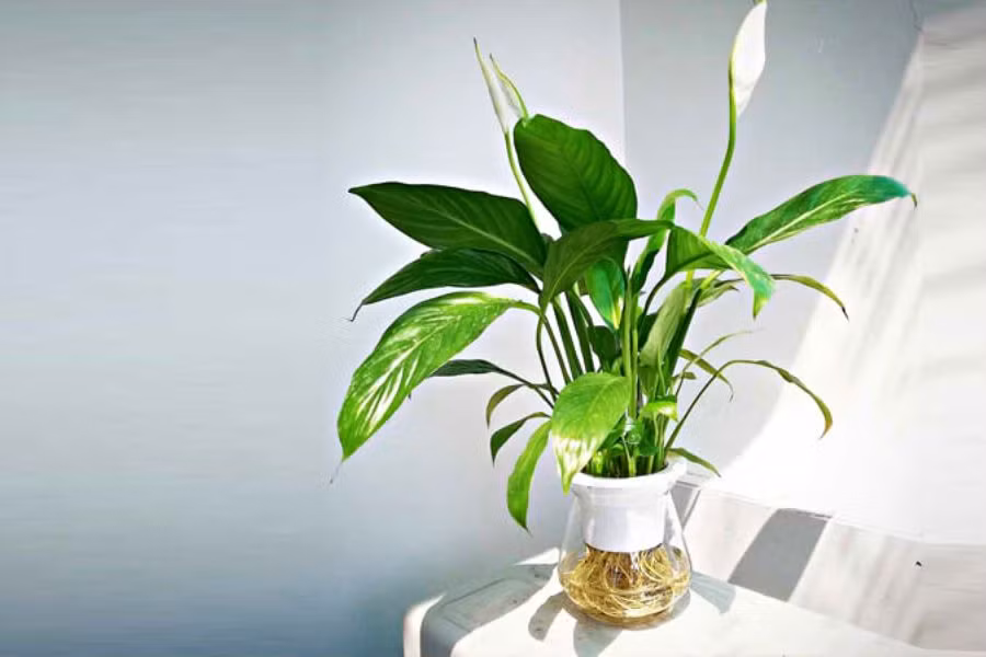7. Cây lan ý. Lan ý lá xanh hoa trắng tinh khôi mang lại nhiều may mắn cho gia chủ. Đó cũng là loại cây sống được trong môi trường thiếu nắng. Lan ý lại mang tới vẻ đẹp thanh thoát may mắn nên rất được ưa chuộng. (*Thông tin bài viết chỉ mang tính chất tham khảo, chiêm nghiệm).