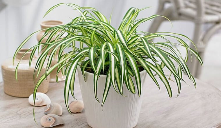 Đây cũng là một trong những loại cây được mệnh danh là cây tài lộc, vì nó có thể giúp gia chủ xua đuổi tà ma, vận xấu, mang lại sự bình yên, hạnh phúc cho gia đình, đồng thời đem đến nhiều may mắn, tài lộc trong sự nghiệp cho gia chủ. Hoa lan chi còn rất thơm và trắng tinh khôi rất đẹp mang lại cảm giác thư giãn cho gia chủ.