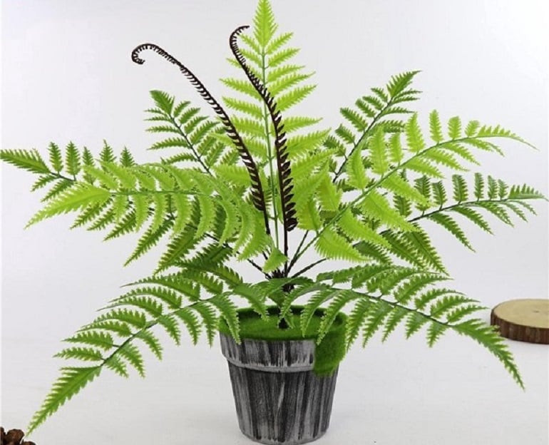 Nhiều người tin rằng, trồng một vài chậu dương xỉ có thể giúp gia chủ gặp nhiều may mắn. Đặc biệt là những người mệnh Mộc, mệnh Hỏa, trồng dương xỉ trong nhà sẽ làm ăn thuận lợi hơn, ít gặp trắc trở, công việc dễ dàng hoàn thành.