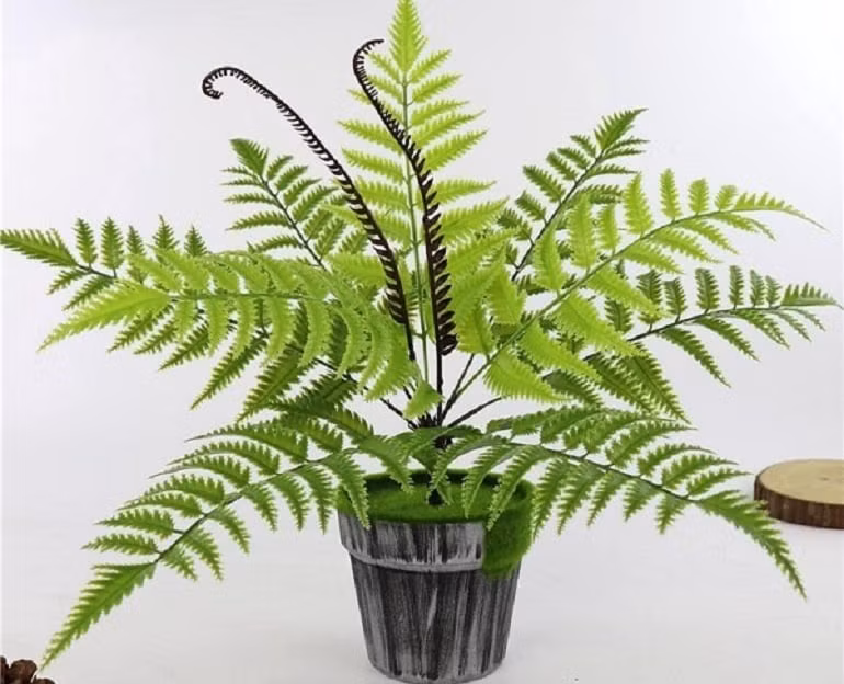 Nhiều người tin rằng, trồng một vài chậu dương xỉ có thể giúp gia chủ gặp nhiều may mắn. Đặc biệt là những người mệnh Mộc, mệnh Hỏa, trồng dương xỉ trong nhà sẽ làm ăn thuận lợi hơn, ít gặp trắc trở, công việc dễ dàng hoàn thành.