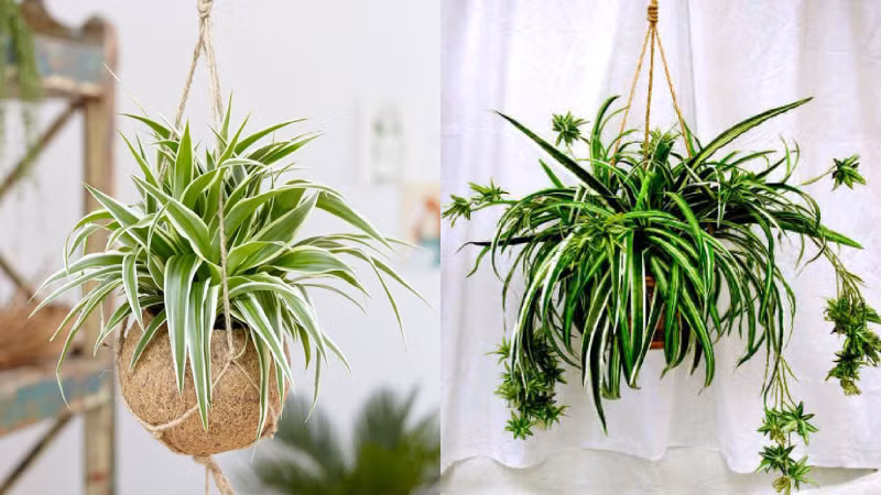  Do đó bạn hoàn toàn có thể mang chúng vào trong nhà và thỉnh thoảng mang ra ban công nơi có ánh sáng nhưng không bị nắng trực tiếp. Lan chi giúp thanh lọc không khí, diệt khuẩn rất tốt.