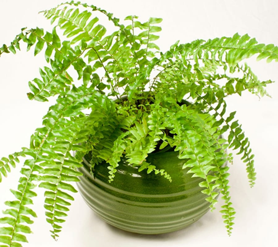  5. Dương xỉ: Đặc trưng của loài dương xỉ là loại cây cảnh lá xanh quanh năm, có khả năng sinh trưởng mạnh mẽ, ưa môi trường sinh trưởng ít ánh sáng, nên bạn yên tâm nhà nào cung có thể trồng được dương xỉ. Cây cũng chịu được khô hạn nên trong quá trình chăm sóc bạn không cần phải tưới nhiều nước cho cây.