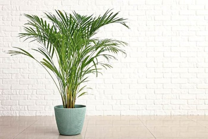 Thỉnh thoảng bạn để chúng ở ngoài ban công nơi có ánh sáng nhẹ là được, không cần nắng vì nắng sẽ làm cây bị vàng lá.