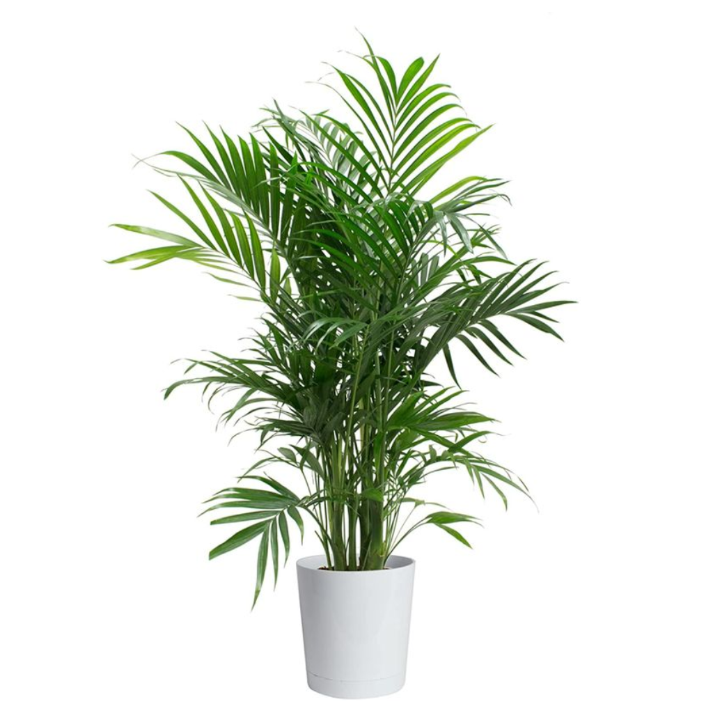  3. Cây cau cảnh, cau tiểu trâm: Cành và lá của cây cau cảnh rất sum suê, lá xanh tươi quanh năm mà không cần phải nhiều ánh nắng. Cau tiểu trâm còn thanh lọc không khí rất tốt và xua đi tà ma kém may mắn cho gia chủ.