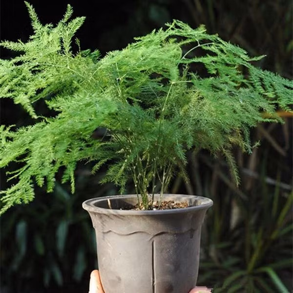  2. Măng tây: Măng tây với tán lá xanh nhỏ li ti cũng rất đẹp. Chúng cũng là cây chịu được bóng râm. Chúng chỉ cần ánh sáng phòng vừa phải không cần ánh sáng trực tiếp. Ánh sáng trực tiếp còn khiến lá cây bị vàng úa.