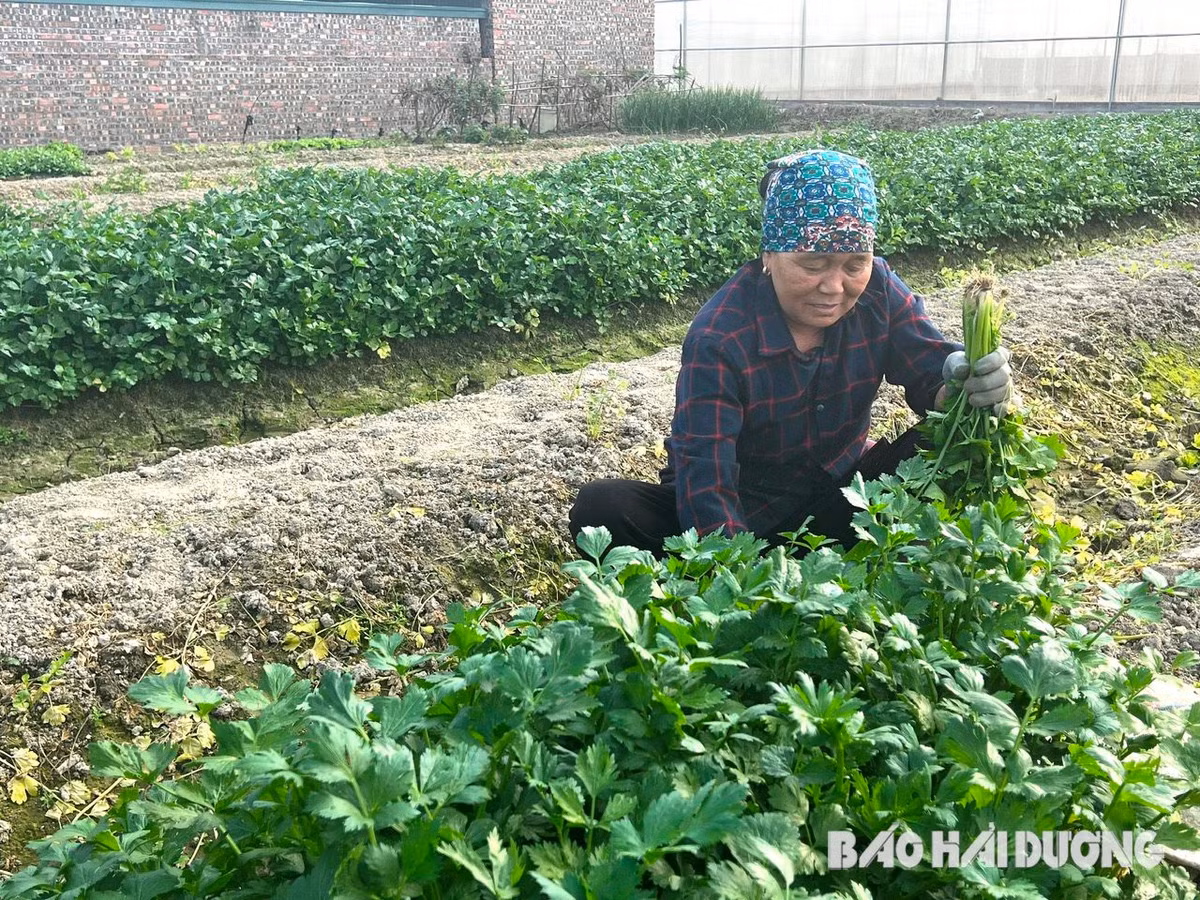 Trong rau toa mui thom de chiu, nong dan Hai Duong thu 10 trieu/sao
