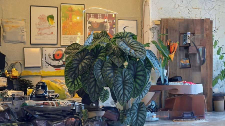 Loại cây này cực tốt cho phong thủy năm Giáp Thìn Loai cay nay cuc tot cho phong thuy nam Giap Thin