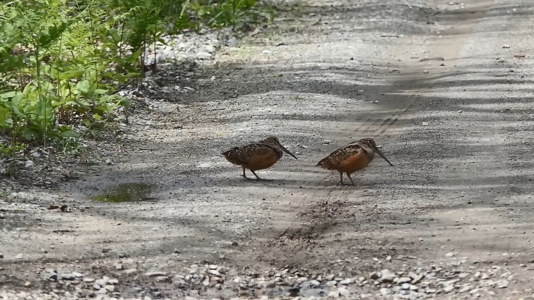 Chim thường có hành vi lắc lư khi chúng đi bộ, hành vi này xảy ra trong quá trình tìm kiếm thức ăn