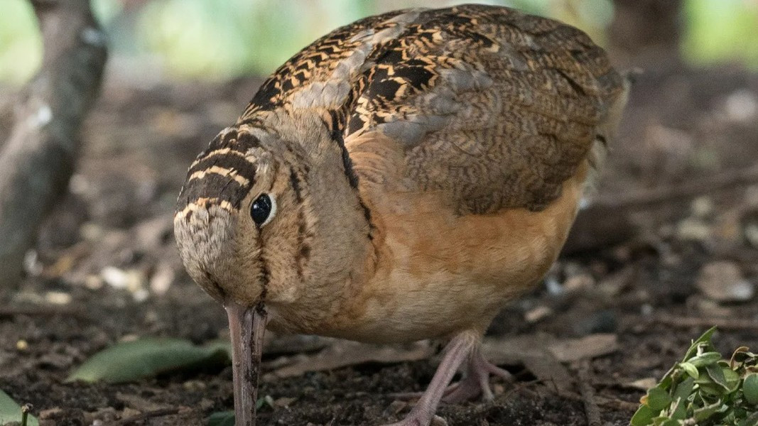 Chim trưởng thành có chiều dài khoảng 25-31cm, Chúng có thân hình bụ bẫm, chân ngắn, đầu to và tròn, mỏ dài và thẳng