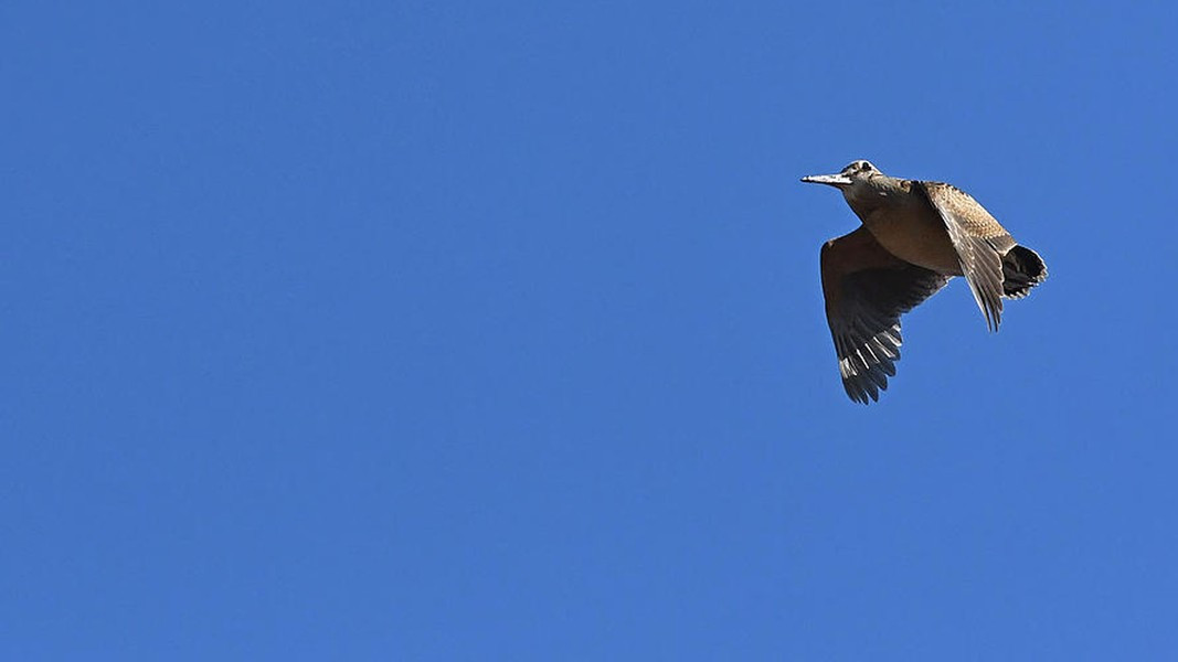 Theo một số thông tin, tốc độ bay của chim chỉ là khoảng 8km/h nên được coi là loài chim chậm chạp nhất thế giới