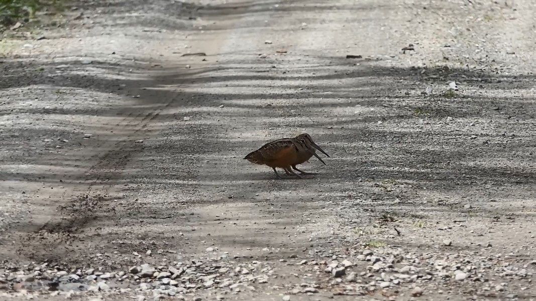Các nhà điểu học nhận định đây là một phương pháp dụ con mồi đến gần bề mặt hơn.