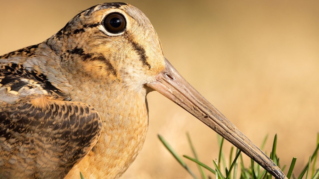 Chúng có đôi mắt lớn, tọa lạc ở vị trí cao trên đầu, mang lại tầm nhìn 360° theo mặt phẳng ngang và 180° theo mặt phẳng thẳng đứng