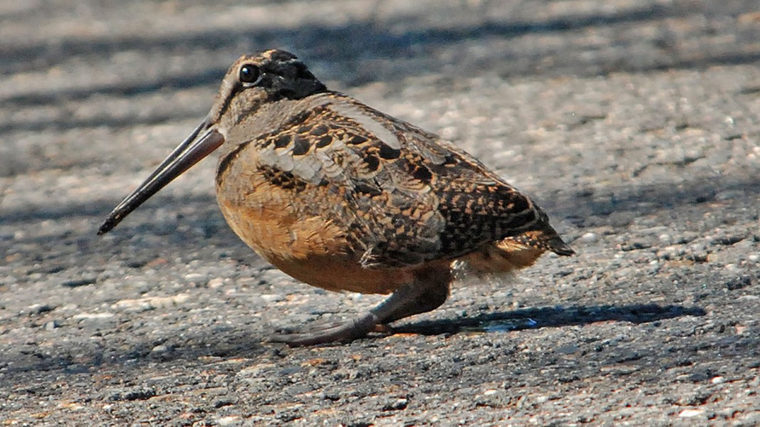  Với bộ lông màu nâu, đen và xám giúp chúng tăng thêm khả năng ngụy trang, dễ dàng hòa lẫn vào môi trường