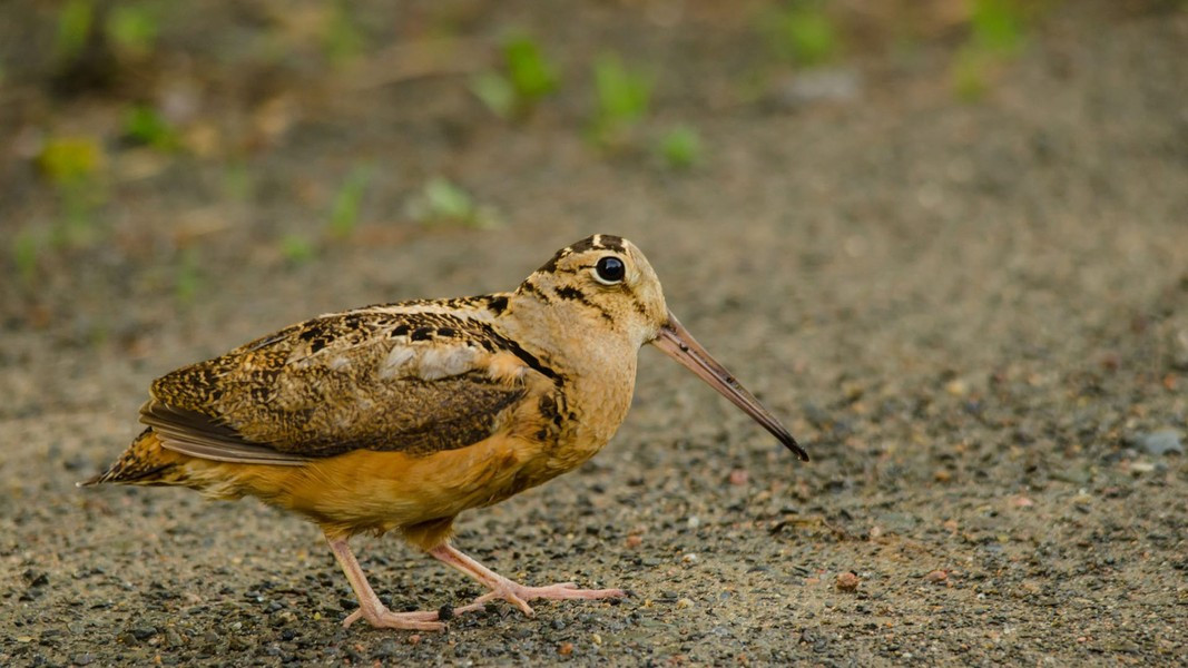 Chim thường sử dụng cái mỏ dài và linh hoạt để tìm kiếm thức ăn trong đất, đặc biệt là các loài động vật không xương sống như giun đất