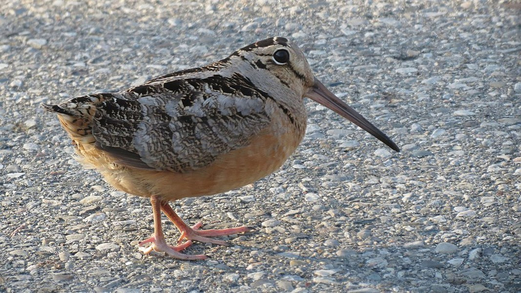 Đặc biệt, loài chim dành phần lớn thời gian ở trên mặt đất, nơi mà bộ lông giúp chúng ngụy trang tốt hơn