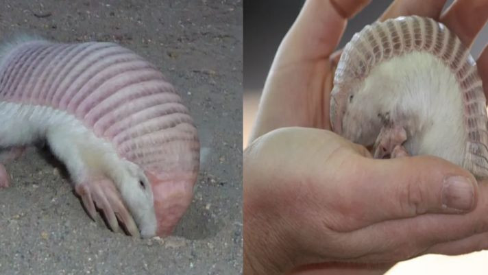 Chúng có màu hồng (không có gì đáng ngạc nhiên), bộ lông trắng mịn mọc lên rất nhiều và gần đây người ta phát hiện ra rằng chúng có một đặc điểm chưa từng thấy ở bất kỳ loài động vật có vú nào khác trước đây.