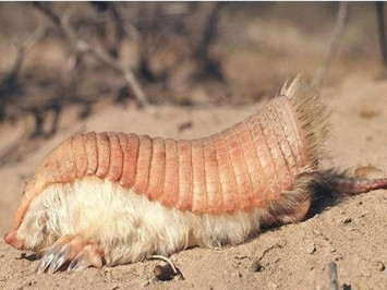 Bộ giáp kỳ lạ của chúng giúp các nàng tiên màu hồng có thể được an toàn khi đào hang dưới lòng đất nhưng vẫn có thể linh hoạt luồn lách qua những khoảng trống hẹp.