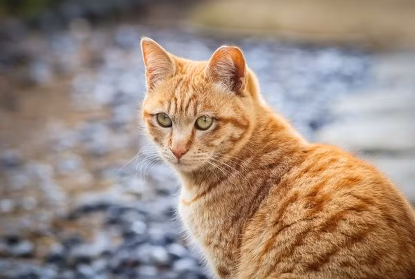  Tuổi Mão: Người tuổi Mão có yêu cầu tương đối cao với bản thân và với những người xung quanh. Khi đối mặt với khó khăn, con giáp này không do dự, không ngần ngại mà luôn kiên định để vượt qua, sẵn sàng hướng về phía trước với hy vọng về một tương lai tốt đẹp. 