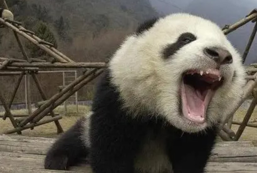 Loai dong vat ngay ca su tu cung khong dam dong toi-Hinh-2