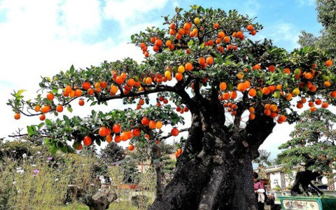  Cây cảnh này còn được gọi là "cẩm thạch vàng" vì hình dáng quả hồng như những viên cẩm thạch vàng, tượng trưng cho vàng bạc, tài lộc. Hình dáng lá tươi tốt, hoa thơm và những quả vàng lúc lỉu ngụ ý tài lộc, vàng bạc đến nhà mà rất nhiều nhà giàu thích trồng cây cảnh này trong nhà.