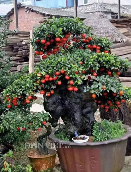 Đặc biệt là vào mùa đông ảm đạm, những quả vàng treo khắp cành, rất rực rỡ, kết trái, mang lại điềm lành, mang lại cho người ta cảm giác ấm áp.