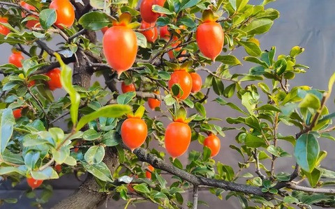  Cây cảnh này có thời gian đậu quả dài và giá trị làm cảnh cao. Với khí hậu phù hợp và chăm sóc thích hợp, nó sẽ ra quả gần nửa năm, thậm chí có nơi bạn có thể thấy quả treo trên cành ba mùa một năm.