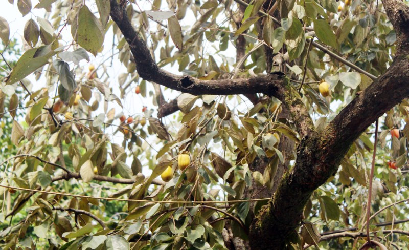 Loại quả đặc sản tiến Vua đất Phú Thọ - Hình 2 Loai qua dac san tien Vua dat Phu Tho-Hinh-2