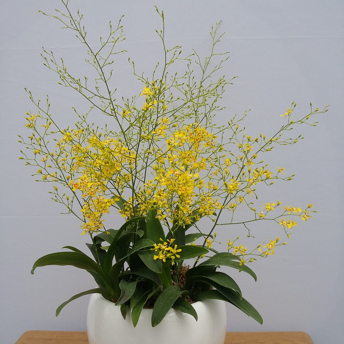 Cây cảnh này còn hấp thụ oxy vào ban đêm nên dễ cạnh tranh oxy trong phòng ngủ với người. Cũng có những loài lan ưa môi trường ẩm ướt, ở môi trường phòng ngủ khô ráo sẽ không tốt, hoa lan khó phát triển, còn nếu tạo ẩm thì sẽ ảnh hưởng tới sức khỏe con người. 