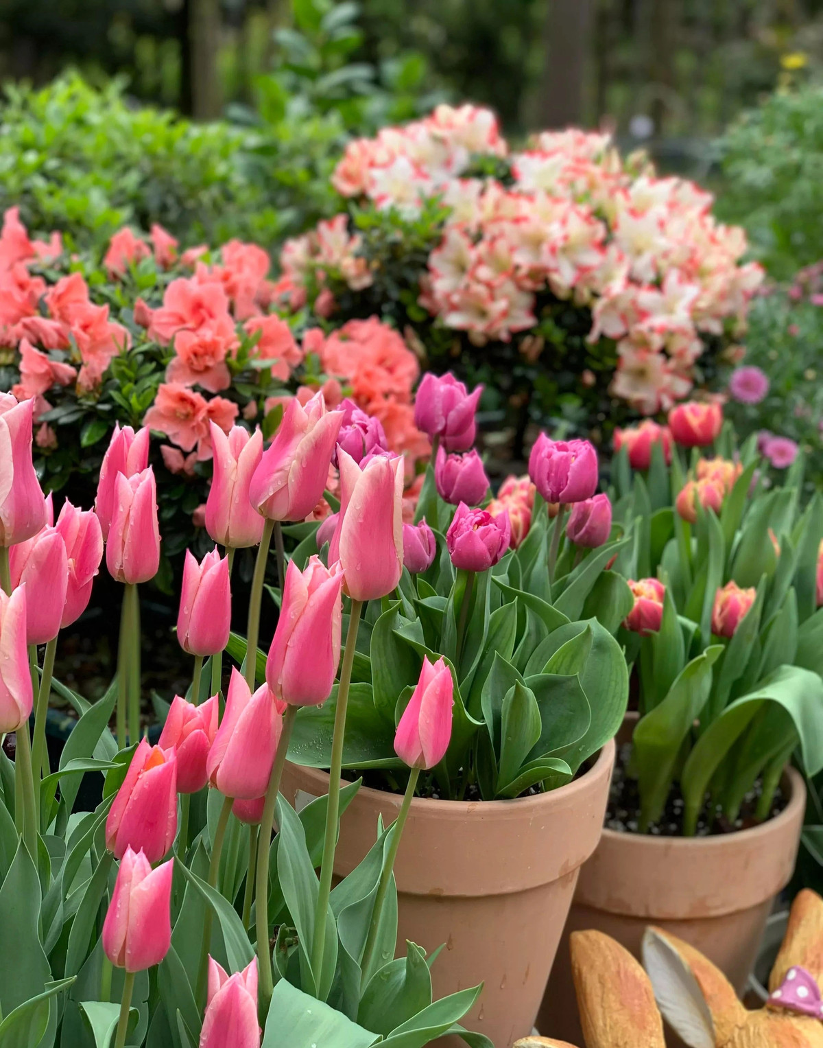 br/> 3. Cây cảnh: Hoa tulip: Hoa tulip thực sự không thích hợp để trồng trong phòng ngủ vì hương hoa của chúng có thể ảnh hưởng đến sức khỏe của bạn. Trước hết, hoa tulip là một loài hoa mà toàn bộ cây đều có độc, tức là rễ, cành, lá và hoa của nó đều có độc. 