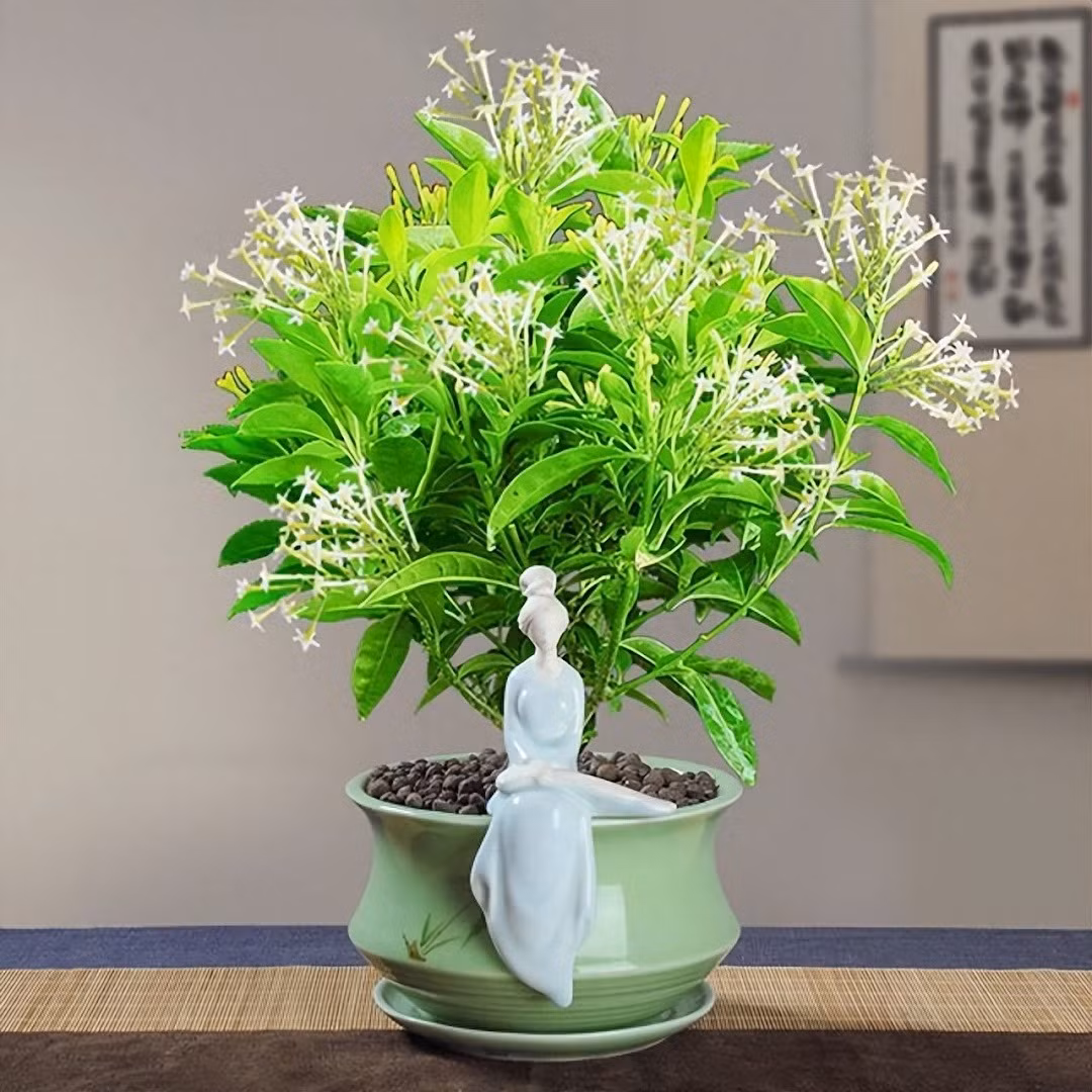  2. Cây cảnh: Dạ lý hương: Mùa hè đến, thời tiết ngày càng nóng bức và muỗi xuất hiện ngày càng nhiều. Để đuổi muỗi, một số người yêu hoa sẽ giữ một số loại hoa đuổi muỗi trong phòng ngủ như dạ lý hương... 