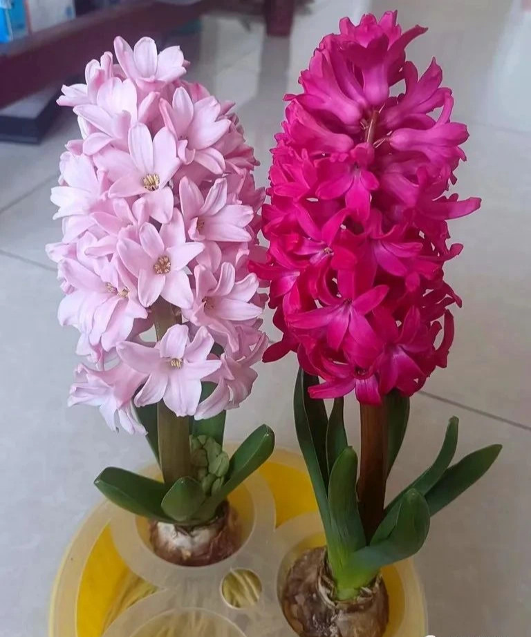  Tuy nhiên, phấn hoa dạ lan hương dễ bị dị ứng vì có nhiều phấn hoa và mùi thơm của hoa, có thể khiến người ta cảm thấy khó chịu vì mùi hoa rất nồng. Cộng với mùi này dễ khiến người ta hắt hơi, sổ mũi, ngứa ngáy mắt. Vì vậy dù có thích đến mấy cũng đừng đặt trong phòng ngủ.