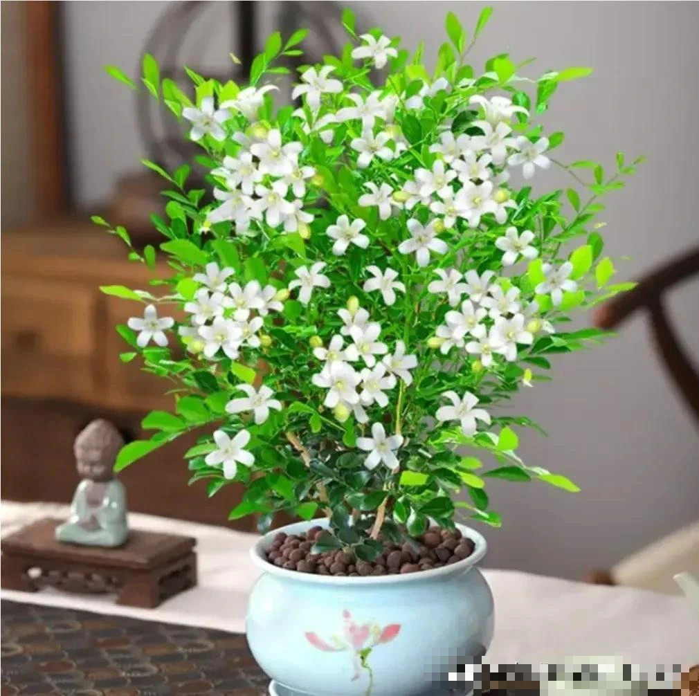 Mất lộc, hại người nếu đặt 10 cây cảnh này trong phòng ngủ Mat loc, hai nguoi neu dat 10 cay canh nay trong phong ngu