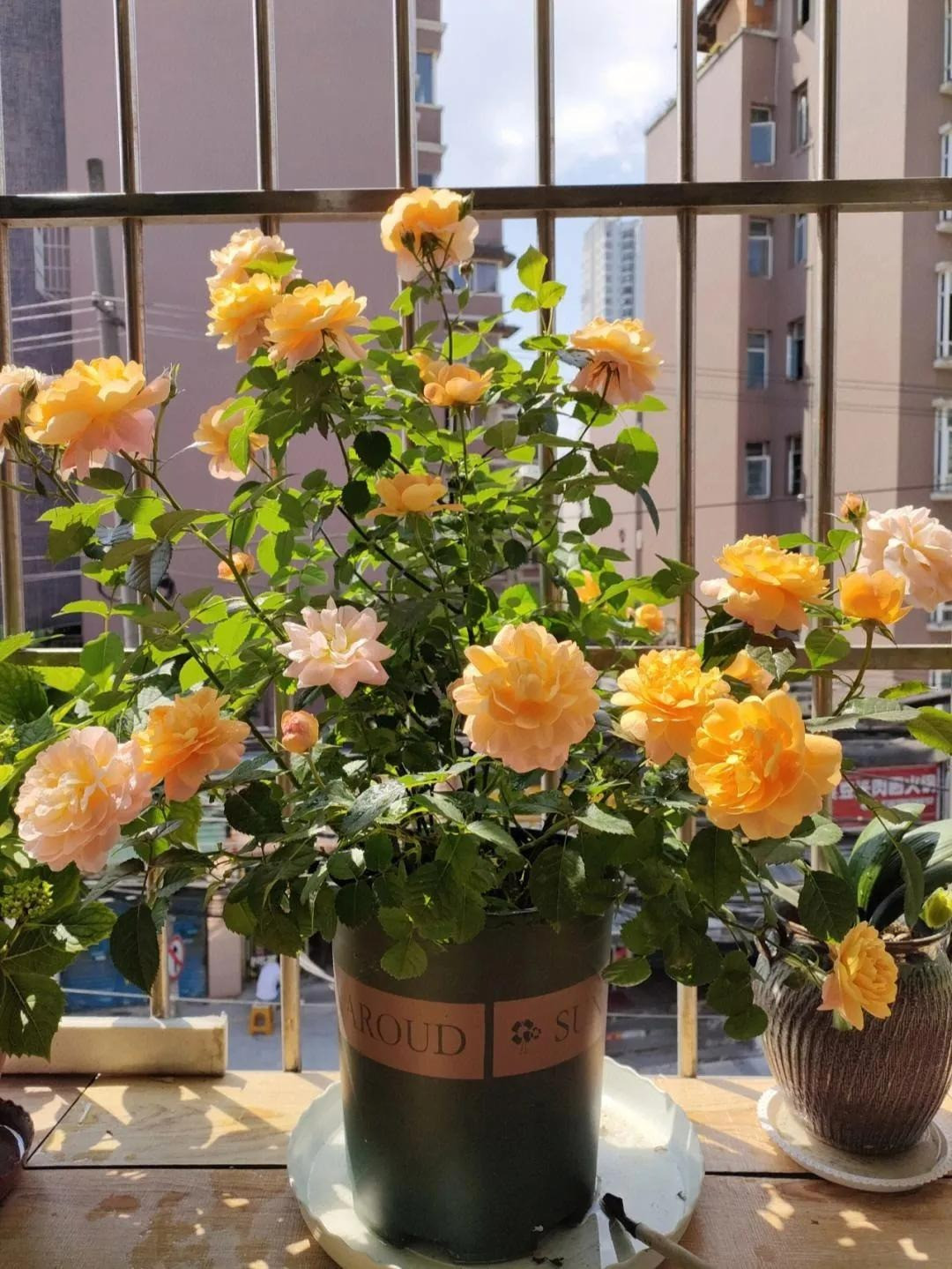  Nhưng không nên trồng hoa hồng trong phòng ngủ, đặc biệt là hoa hồng thơm, vì không gian phòng ngủ tương đối kín và dễ khiến người ta cảm thấy khó chịu trong môi trường này.