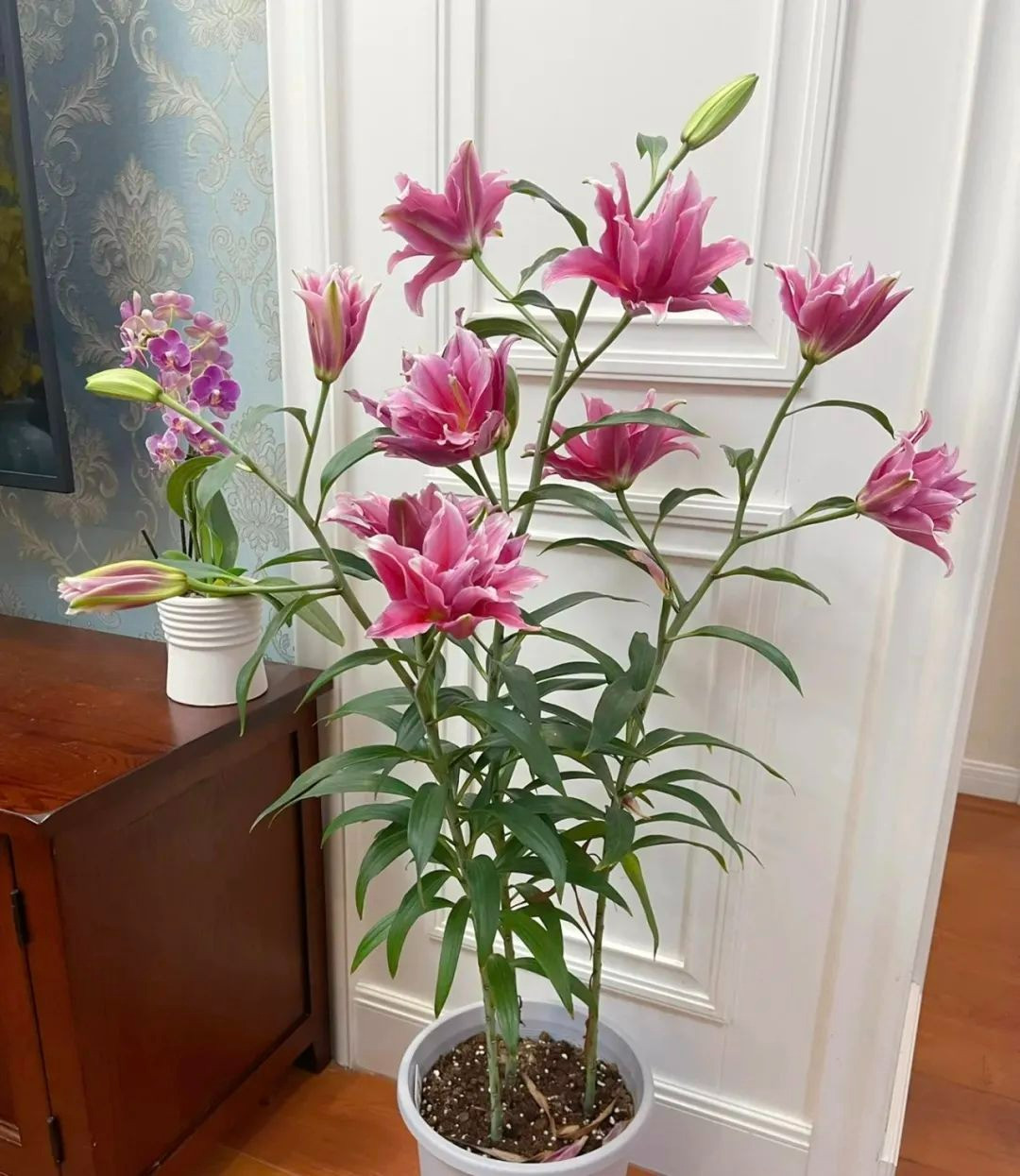  Nhưng điều này là không nên vì mùi thơm của hoa ly có thể khiến con người bị kích thích, giống như uống thuốc tăng lực, khó đi vào giấc ngủ. Ngoài ra, hoa ly còn chứa nhiều phấn hoa nên dễ gây dị ứng phấn hoa.