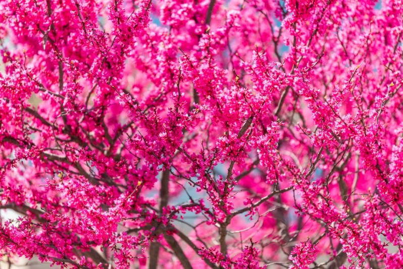 6. Cây cảnh: Hoa hạnh phúc: Hoa hạnh phúc (Redbud) là những bông hoa nhỏ màu tím, nở thành từng chùm kín cành, nhìn rất đẹp. Ý nghĩa của loài hoa cũng như tên gọi, tượng trưng cho hạnh phúc, đoàn kết, gia đình hòa thuận, yêu thương lẫn nhau. 