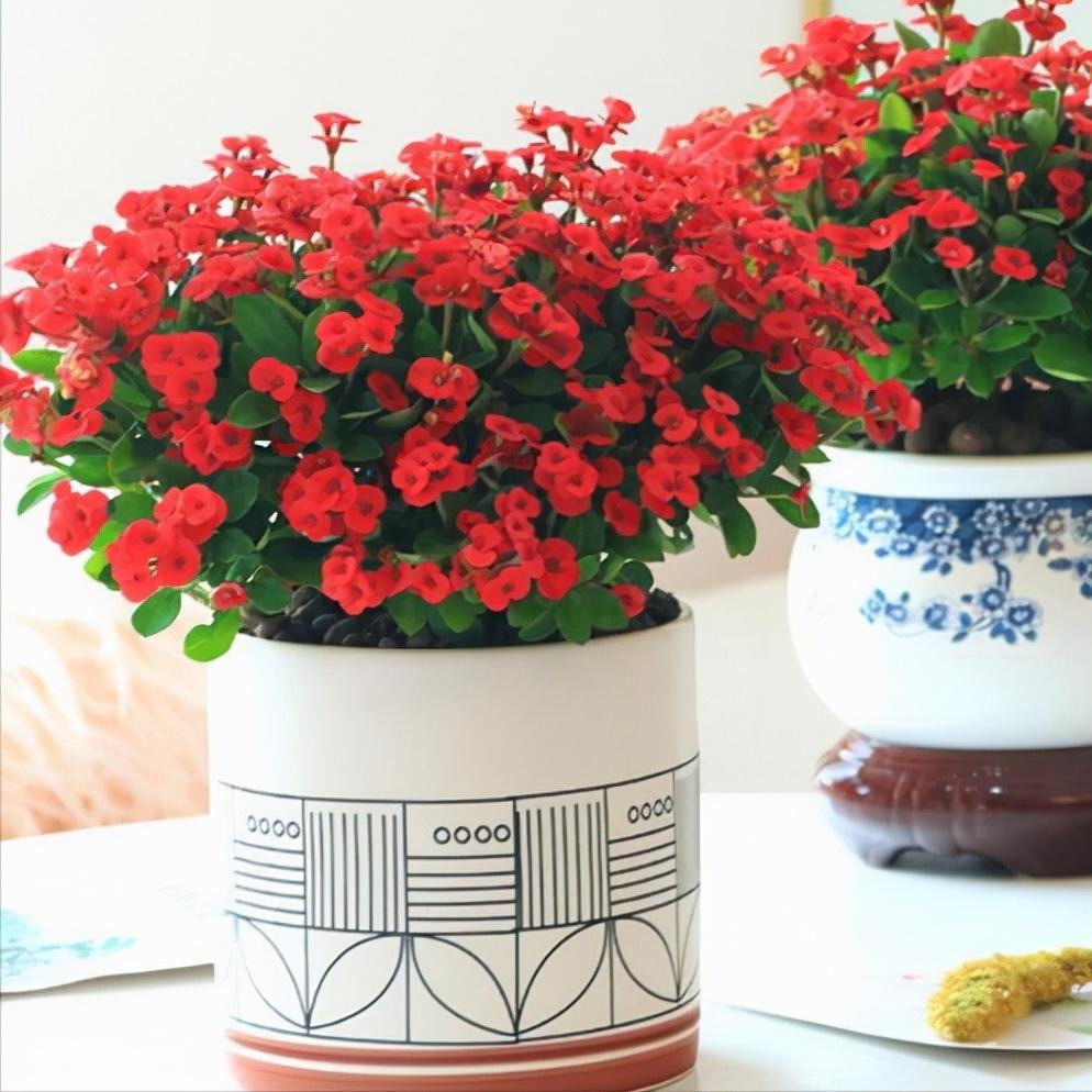  Nhưng ngay cả khi bạn thích cây cảnh này, bạn cũng không bao giờ nên đặt nó trong phòng ngủ. Điều này không phải vì cây có độc mà vì toàn thân của nó đều có gai nhọn hoắt, nếu đặt trong phòng ngủ, nếu va chạm vào có thể gây thương tích toàn thân. (*Thông tin mang tính tham khảo)