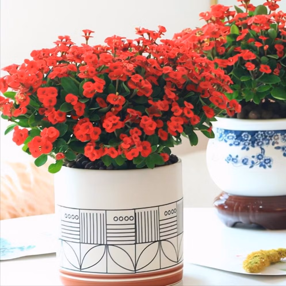  Nhưng ngay cả khi bạn thích cây cảnh này, bạn cũng không bao giờ nên đặt nó trong phòng ngủ. Điều này không phải vì cây có độc mà vì toàn thân của nó đều có gai nhọn hoắt, nếu đặt trong phòng ngủ, nếu va chạm vào có thể gây thương tích toàn thân. (*Thông tin mang tính tham khảo)