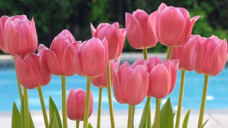  Củ cây có chất Tulipene, ăn phải sẽ gây chóng mặt, buồn nôn, ngộ độc. Ngoài ra, hương hoa tulip cũng rất độc. Những người ở trong môi trường kín gió với loài hoa này hơn hai giờ sẽ xuất hiện các triệu chứng ngộ độc như chóng mặt và buồn nôn. 