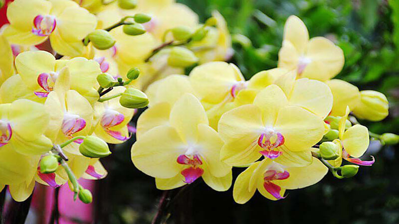  7. Cây cảnh: Hoa lan: Trong một môi trường khép kín như phòng ngủ, ngay cả hương thơm yên tĩnh của hoa lan nồng nàn hơn, từ đó ảnh hưởng đến giấc ngủ của con người.