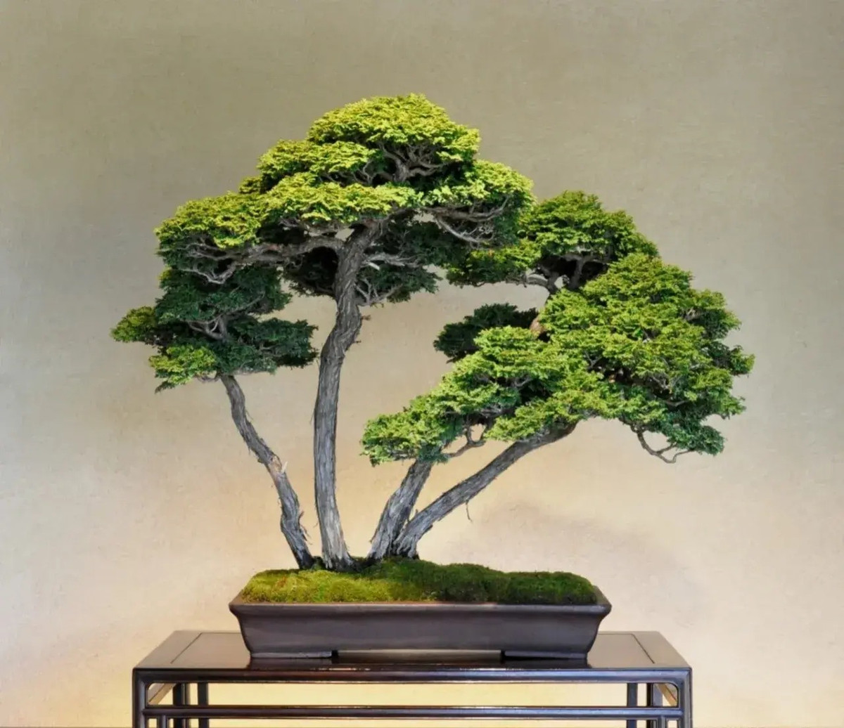 5. Cây cảnh: Bách: Một số người không thích trồng hoa nhưng lại thích trồng một số cây cảnh, chẳng hạn như đặt trong phòng khách hoặc phòng ngủ, điều này sẽ mang lại cho người ta cảm giác sang trọng và quý phái. Tuy nhiên, không nên để cây bách trong phòng ngủ, vì chúng sẽ tỏa ra mùi thơm có thể gây buồn nôn, nôn mửa và các phản ứng bất lợi khác.