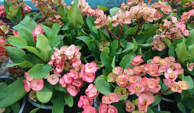 10. Cây cảnh: : Xương rồng bát tiên (Euphorbia milii splendens) là cây cảnh được nhiều người yêu thích vì hoa nở liên tục từ xuân sang đông, lá xanh hoa đỏ rất đẹp. 