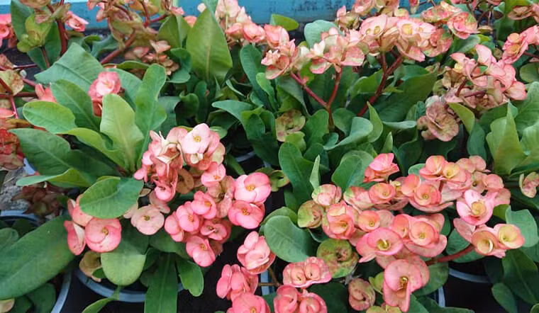 10. Cây cảnh: : Xương rồng bát tiên (Euphorbia milii splendens) là cây cảnh được nhiều người yêu thích vì hoa nở liên tục từ xuân sang đông, lá xanh hoa đỏ rất đẹp. 