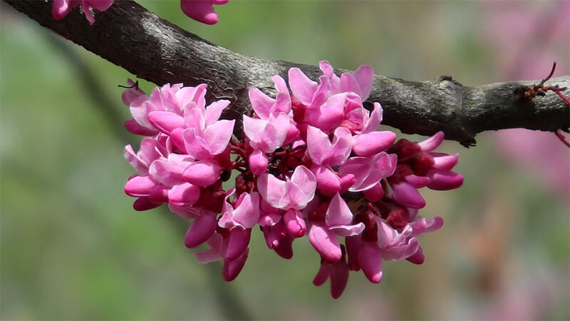  Điều này khiến nhiều người yêu thích đặt hoa này trong phòng ngủ. Tuy nhiên, phấn hoa hạnh phúc có thể dễ dàng gây ra bệnh hen suyễn và các bệnh về đường hô hấp, khiến con người cảm thấy đặc biệt khó chịu. Vì vậy, dù bạn có thích nó đến đâu cũng đừng để nó trong phòng ngủ. 