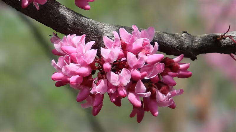  Điều này khiến nhiều người yêu thích đặt hoa này trong phòng ngủ. Tuy nhiên, phấn hoa hạnh phúc có thể dễ dàng gây ra bệnh hen suyễn và các bệnh về đường hô hấp, khiến con người cảm thấy đặc biệt khó chịu. Vì vậy, dù bạn có thích nó đến đâu cũng đừng để nó trong phòng ngủ. 