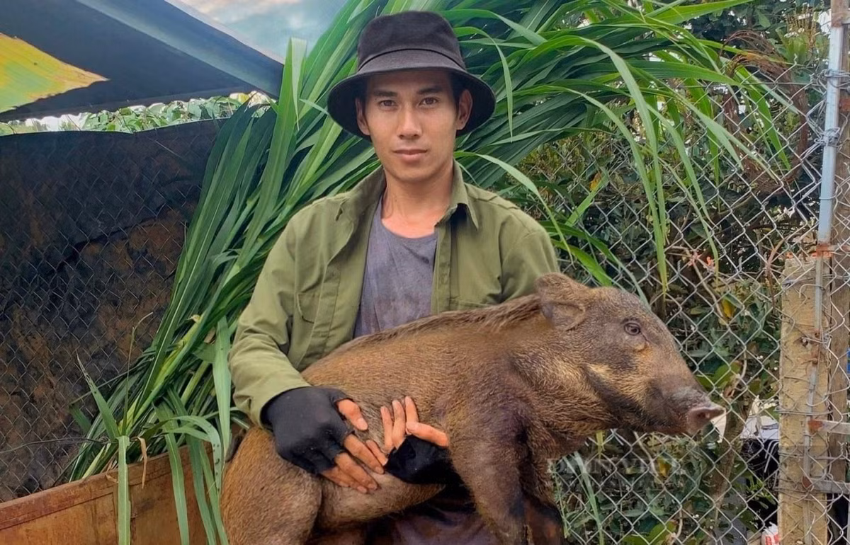 Nuoi heo rung lai, chang trai Lam Dong thu 250 trieu/ nam-Hinh-2