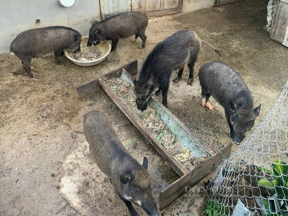 Nuoi heo rung lai, chang trai Lam Dong thu 250 trieu/ nam-Hinh-5
