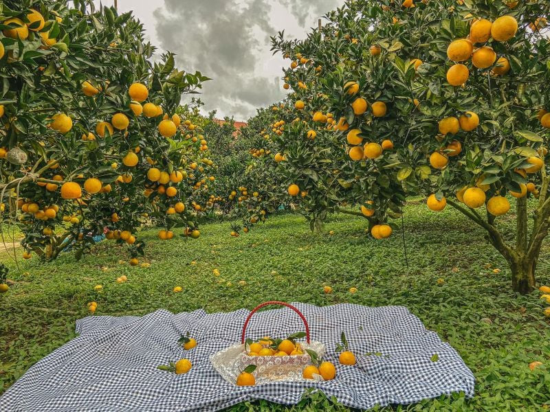 Không những vậy, các cây này còn có khả năng thanh lọc không khí cũng như diệt khuẩn hiệu quả nên có thể mang đến cho gia đình bạn một bầu không khí trong lành, sạch sẽ. 