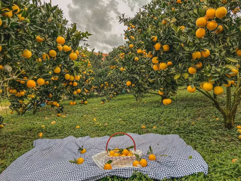 Không những vậy, các cây này còn có khả năng thanh lọc không khí cũng như diệt khuẩn hiệu quả nên có thể mang đến cho gia đình bạn một bầu không khí trong lành, sạch sẽ. 