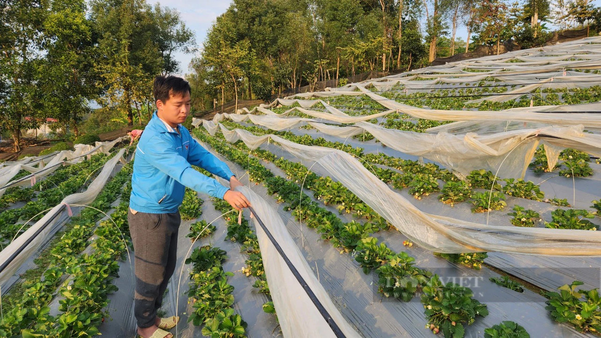 Trong loai qua ngon, mot thanh nien Lai Chau lai 300 trieu/vu-Hinh-2