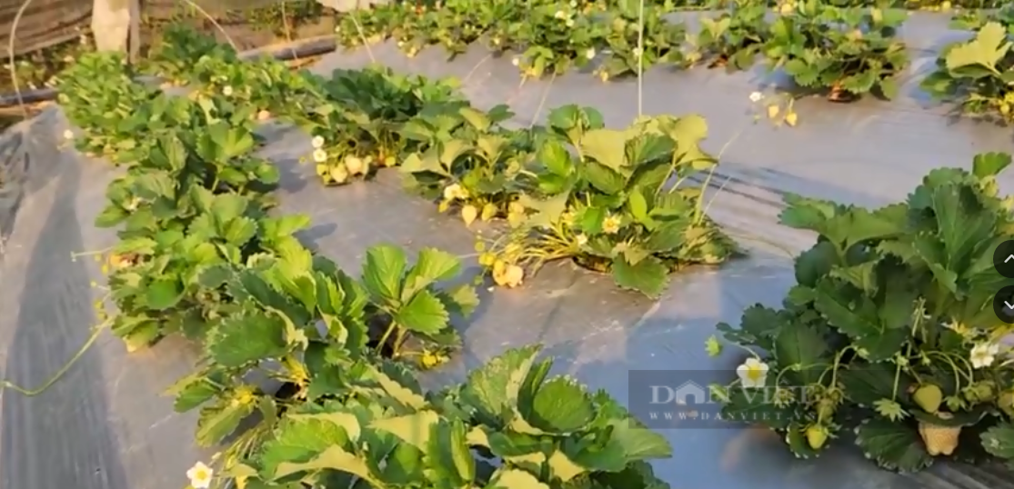 Trong loai qua ngon, mot thanh nien Lai Chau lai 300 trieu/vu-Hinh-4